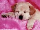 roze en drome